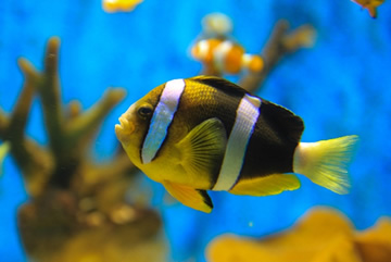 冷たい熱帯魚のキャスト